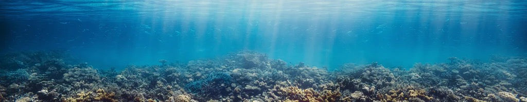 Küchenrückwand - Unterwasser-Korallenriff im Roten Meer