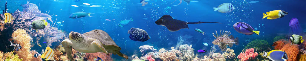 Küchenrückwand - Vielfältige Unterwasserwelt