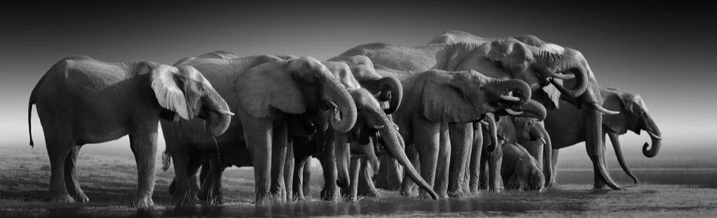 Küchenrückwand - Afrikanische Elefantenherde (Schwarz-Weiß)