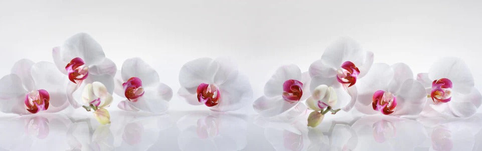 Küchenrückwand - Weiße Orchideen