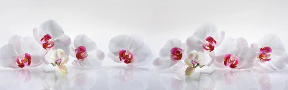 Küchenrückwand - Weiße Orchideen