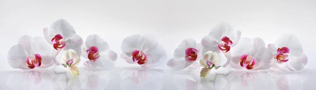 Küchenrückwand - Weiße Orchideen