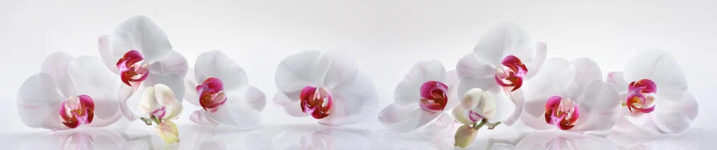 Küchenrückwand - Weiße Orchideen