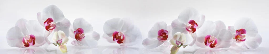 Küchenrückwand - Weiße Orchideen
