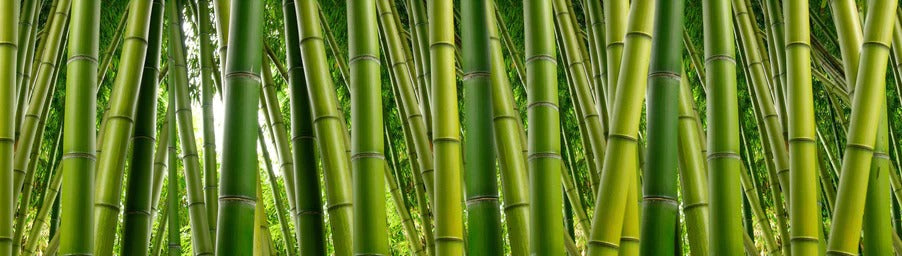 Küchenrückwand - Dichter Bambus-Dschungel