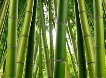 Küchenrückwand - Dichter Bambus-Dschungel