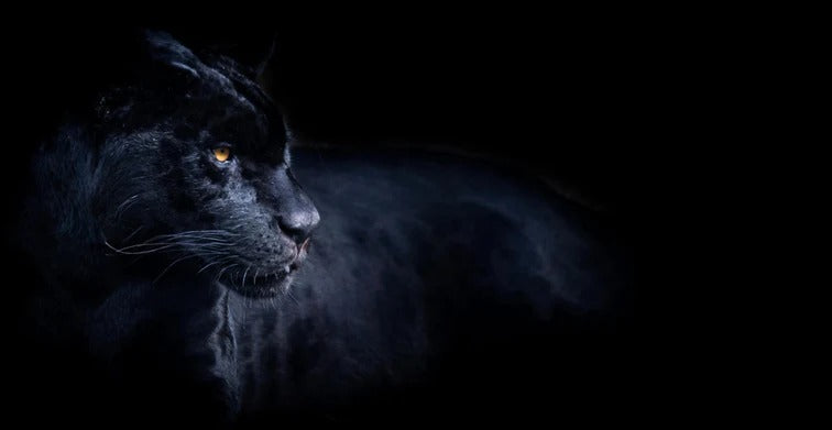 Küchenrückwand - Schwarzen Panther mit schwarzem Hintergrund