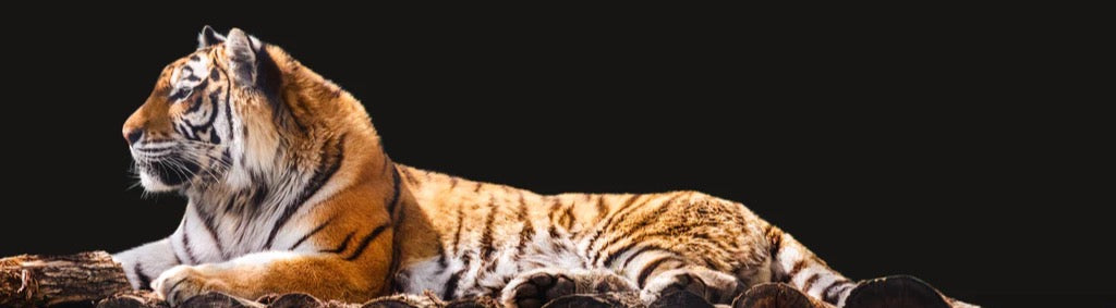 Küchenrückwand - Amurtiger liegend auf Holzdeck mit Schwarzem Hintergrund