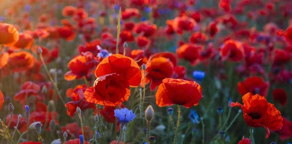 Küchenrückwand - Mohnwiese im Licht der untergehenden Sonne
