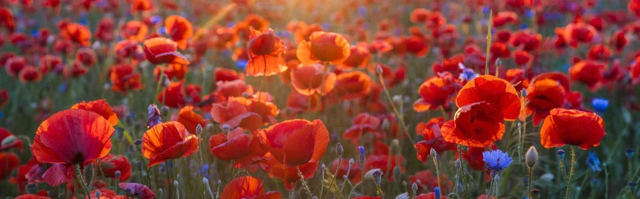 Küchenrückwand - Mohnwiese im Licht der untergehenden Sonne