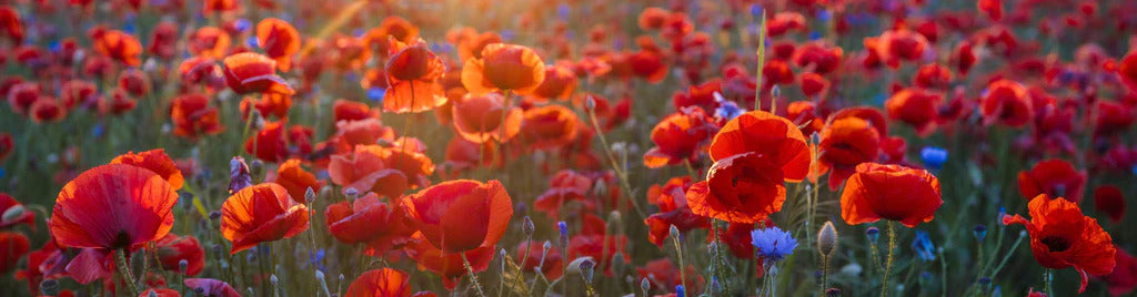 Küchenrückwand - Mohnwiese im Licht der untergehenden Sonne