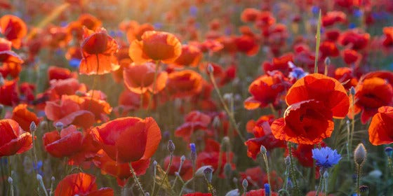 Küchenrückwand - Mohnwiese im Licht der untergehenden Sonne