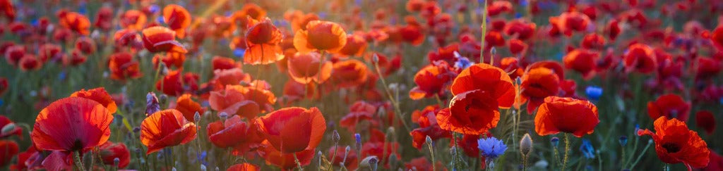 Küchenrückwand - Mohnwiese im Licht der untergehenden Sonne