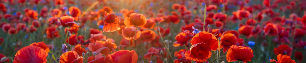 Küchenrückwand - Mohnwiese im Licht der untergehenden Sonne