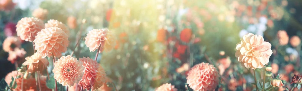 Küchenrückwand - Wunderschöne Blumen im Sommer