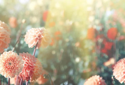 Küchenrückwand - Wunderschöne Blumen im Sommer
