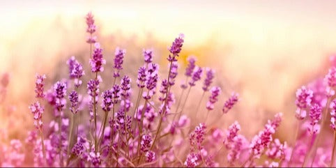 Küchenrückwand - Weicher und selektiver Fokus auf Lavendelblüte