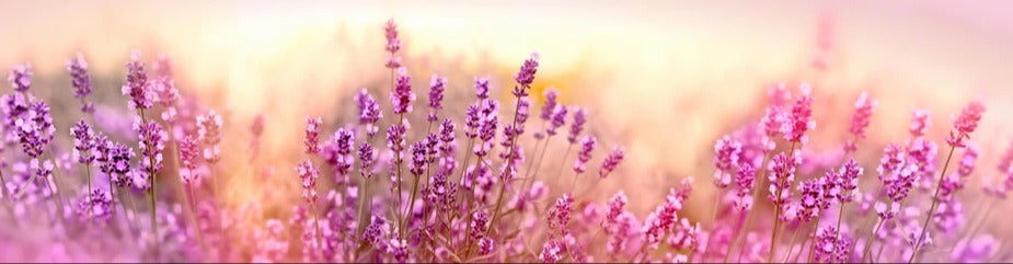 Küchenrückwand - Weicher und selektiver Fokus auf Lavendelblüte