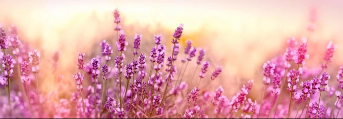 Küchenrückwand - Weicher und selektiver Fokus auf Lavendelblüte