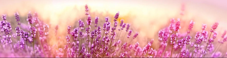 Küchenrückwand - Weicher und selektiver Fokus auf Lavendelblüte