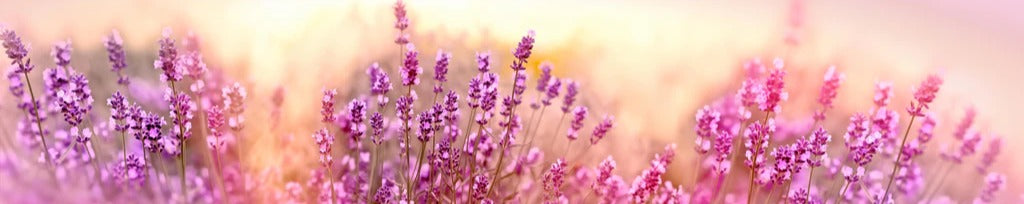 Küchenrückwand - Weicher und selektiver Fokus auf Lavendelblüte