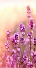 Küchenrückwand - Weicher und selektiver Fokus auf Lavendelblüte