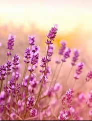 Küchenrückwand - Weicher und selektiver Fokus auf Lavendelblüte