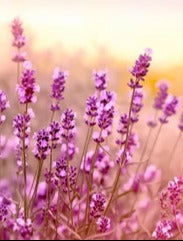 Küchenrückwand - Weicher und selektiver Fokus auf Lavendelblüte