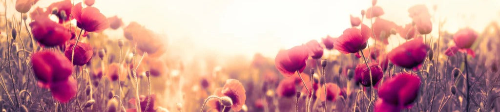 Küchenrückwand - Rote Mohnblumen in der Sonne