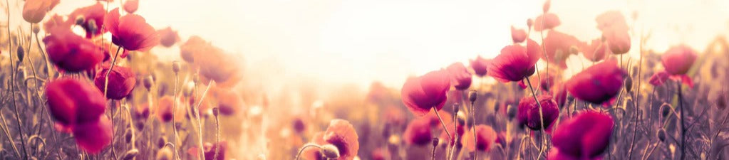 Küchenrückwand - Rote Mohnblumen in der Sonne