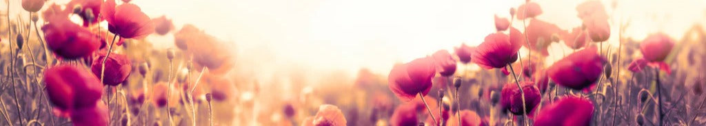 Küchenrückwand - Rote Mohnblumen in der Sonne