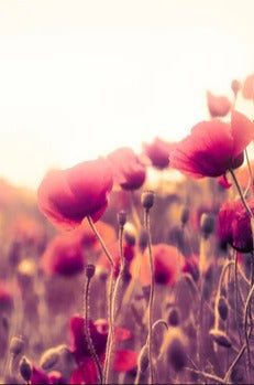 Küchenrückwand - Rote Mohnblumen in der Sonne