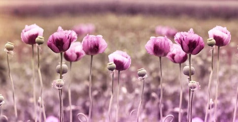 Küchenrückwand - Lila Mohnblume
