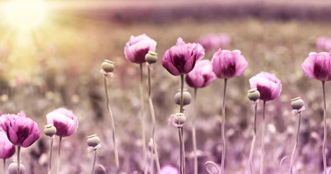 Küchenrückwand - Lila Mohnblume