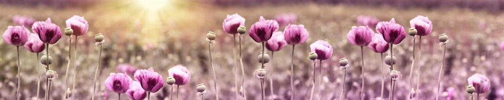 Küchenrückwand - Lila Mohnblume