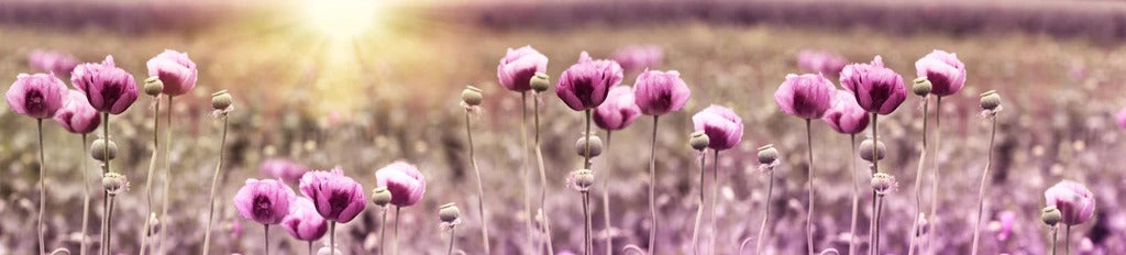 Küchenrückwand - Lila Mohnblume