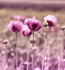 Küchenrückwand - Lila Mohnblume