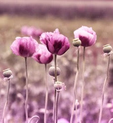 Küchenrückwand - Lila Mohnblume