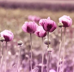 Küchenrückwand - Lila Mohnblume