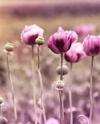 Küchenrückwand - Lila Mohnblume