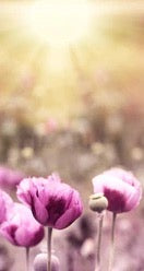 Küchenrückwand - Lila Mohnblume