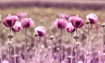 Küchenrückwand - Lila Mohnblume