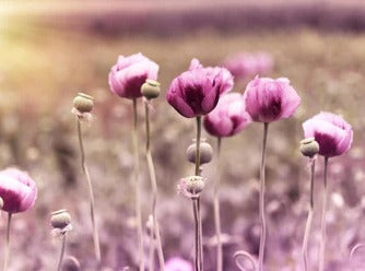 Küchenrückwand - Lila Mohnblume