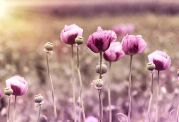 Küchenrückwand - Lila Mohnblume