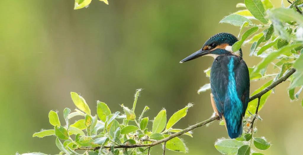 Küchenrückwand - Exotischer friedlicher Eisvogel