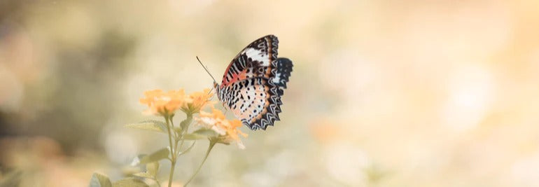 Küchenrückwand - Schmetterling auf eine orangene Blume