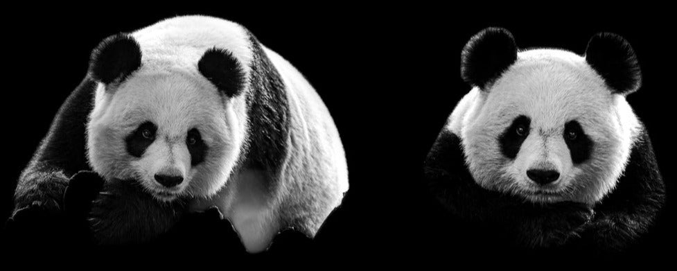 Küchenrückwand - Panda mit schwarzem Hintergrund