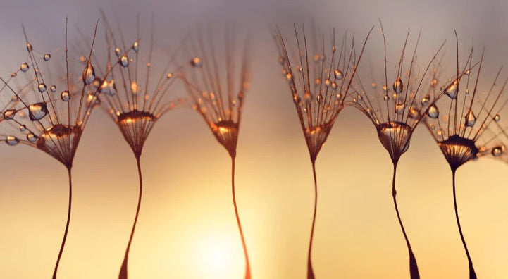 Küchenrückwand - Wassertropfen auf Löwenzahnsamen