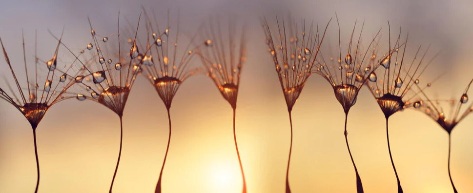 Küchenrückwand - Wassertropfen auf Löwenzahnsamen