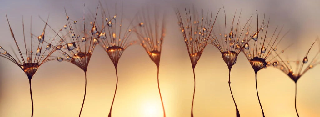 Küchenrückwand - Wassertropfen auf Löwenzahnsamen